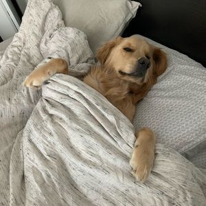 Meet your Posher, Justin